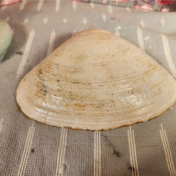 DECOUPAGE CLAM SHELL DECOUPAGE BLUE PATTERN ON A CLAM SHELL TRINKET DISH - Picture 11 of 11